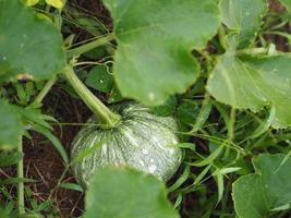 Kürbis Cucurbita Maxima Duchesne, grüner, frischer Gemüsebaum im Garten, Naturhintergrund, Fruchtfutter foto