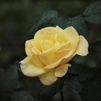 romantische gelbe rosenblume zum valentinstag foto