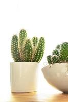 kaktus dornige sukkulente heimatpflanze immergrüne innenblume in einem blumentopf auf dem tischkopierraum foto