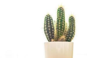 kaktus dornige sukkulente heimatpflanze immergrüne innenblume in einem blumentopf auf dem tischkopierraum foto
