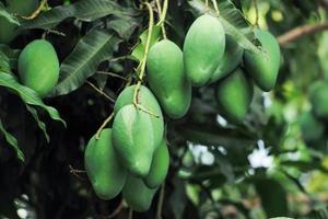 Nahaufnahmegruppe grüner Mangos, die vom Zweig des Mangobaums hängen foto