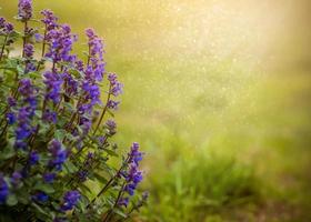 sommerlicher warmer hintergrund von lila blumen auf grünem hintergrund foto