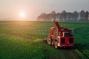 Ernte Rübenroder auf dem Feld in den frühen Morgenstunden foto