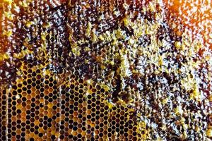 Bienenwabe aus Bienenstock gefüllt mit goldenem Honig foto