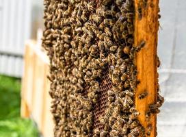 Bienenwabe aus Bienenstock gefüllt mit goldenem Honig foto