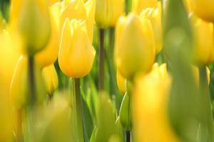Nahaufnahme von gelben Tulpen foto