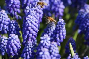 Nahaufnahme von blauer Traubenhyazinthe und fliegenden Bienen foto