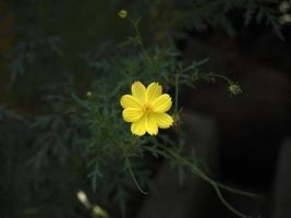 Kosmos Sulphureus ist eine Pflanzenart aus der Familie der Asteraceae der Sonnenblume foto