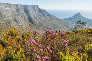 Berglandschaft mit Sommerblumen in Kapstadt, Südafrika foto