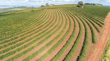 Luftaufnahme einer großen brasilianischen Farm mit Kaffeeplantage. foto