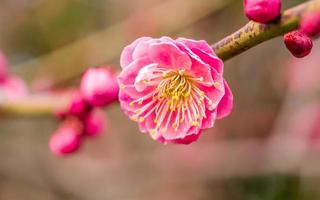Blumen in der Frühlingsserie: Pflaume blüht im Frühling