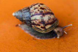 Schnecke kriecht auf dem Boden foto