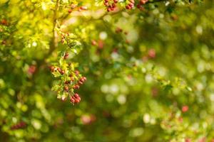 reife und reifende Beeren von Brombeer- und Himbeerhybriden. Taybeere. ausgezeichnete Beerenernte, die eine gute Ernte bringt. foto