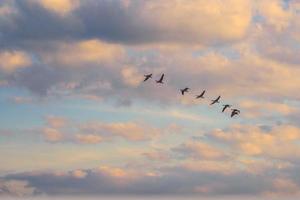 schöner himmel bei sonnenuntergang oder sonnenaufgang mit fliegenden vögeln zur sonne, natürlicher hintergrund. Idyllisches Naturmuster foto