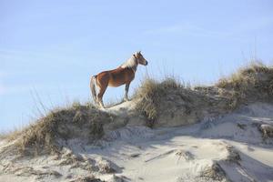 wilder Mustang auf Sandünen foto