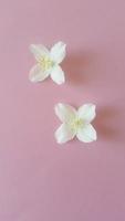 weiße Yasmin-Blume auf rosa Hintergrund foto
