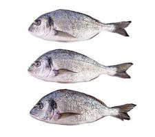roher frischer Dorado-Fisch isoliert auf weißem Hintergrund. Goldbrasse