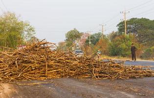 beobachtete die Reste von Zuckerrohr. foto