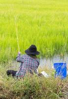 Grüner Reis Angler. foto