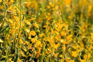 hintergrund schließen blume crotalaria. foto