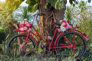 Altes rotes Fahrrad mit Blumen in der Nähe der Basis des Baumes. foto