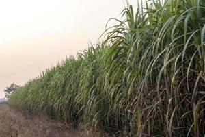 viele Zuckerrohrfelder in der Nähe von trockenem Unkraut. foto
