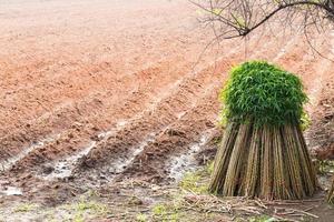 Tapioka-Setzlinge mit kultivierten Parzellen. foto