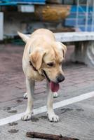 Labrador-Hund steht am Straßenrand. foto