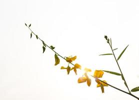 Crotalaria die Sonne. foto