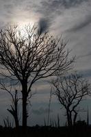 Silhouette eines Baumes ohne Blätter. foto