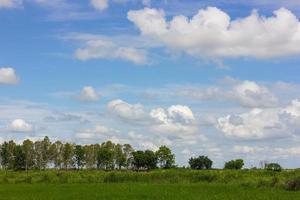 Bäume säumen den Reiswolkenhimmel. foto