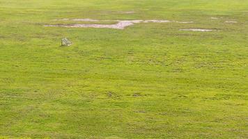 Rasen mit kleinem Fußballtor. foto