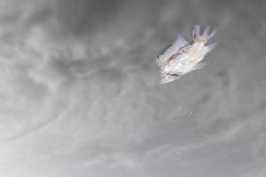 Tote Fische schwimmen. foto