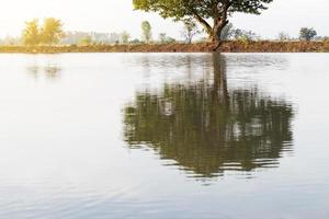 Baumansicht in Wasserreflexion. foto