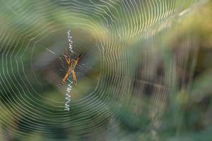 Spinnenrücklicht mit grünem Hintergrund verschwommen. foto