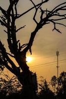 Silhouette trockener Baum Sonnenlicht. foto