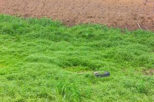 Gras wächst auf alten Reifen. foto