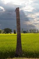 Kokospalmenbasis auf Reisfeldern.