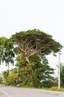 großer Baum mit Strommast. foto