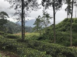 Teeplantagen in Sri Lanka foto