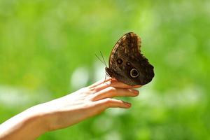 Schmetterling auf einer weiblichen Hand