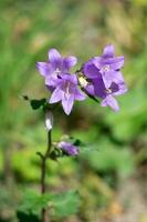 Nahaufnahme von blauen Blumen in der Sonne foto