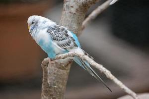 blauer Vogel auf einem Baum foto
