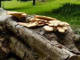 Farbiger Baumpilz auf Holz foto