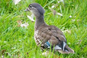 Mandarinente im Gras foto