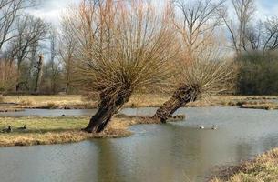 Fluss in schöner Landschaft mit Bäumen foto