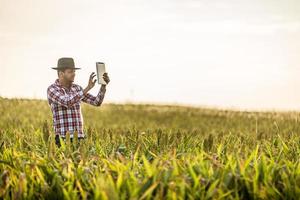 Agronom hält Tablet-Touchpad-Computer im Maisfeld und untersucht Pflanzen vor der Ernte. Agribusiness-Konzept. Brasilianischer Bauernhof. foto