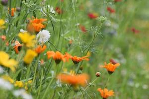 Blumen in voller Blüte britischer Garten foto