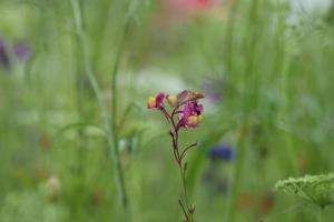 Blumen in voller Blüte britischer Garten foto