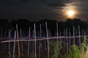 Mondlicht mit Bambus, alter Anbau. foto